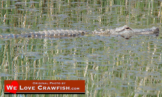 Alligator swimming near our boat while checking crawfish traps