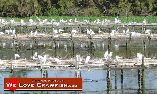 Bird rookery in south Louisiana at Avery Island