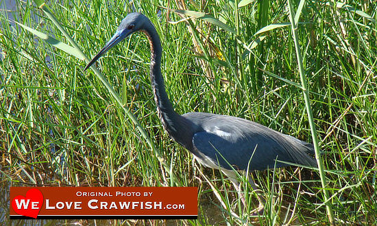 Birdlife abounds in the abundant coastal waters of Texas and Louisiana