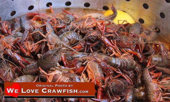 The butane burner is hot and ready for some crawfish!