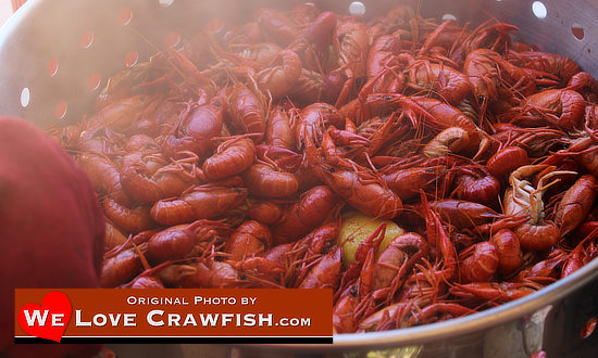 Atchafalaya Basin Crawfish in Louisiana ... boiled to perfection, seasoned just right.