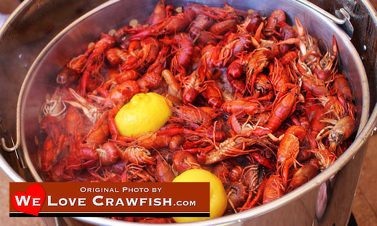 Crawfish are ready to eat after a few minutes in the boiler!
