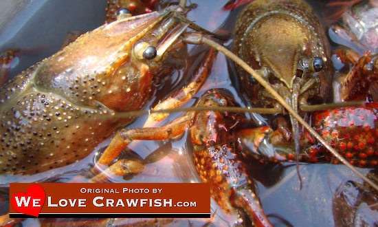 Giant, live crawfish, fresh from the swamps of Louisiana!