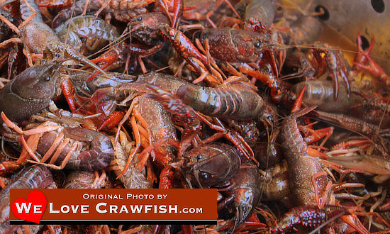 Huge, live crawfish, waiting for the boil !