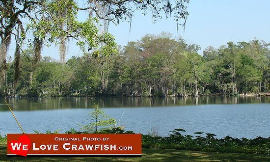 A quiet, blue-sky day along a Louisiana bayou
