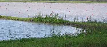A typical crawfish farm in South Louisiana