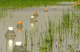 Crawfish traps on a commercial crawfish pond in Louisiana